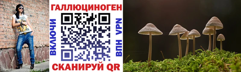 Купить закладки  Заречный  Псилоцибиновые грибы Cubensis 